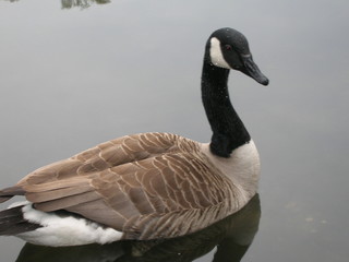 Obraz premium Goose on Lake 