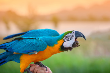 macore bird Beautiful bird parrot playing with pet care on her hands at asia Thailad