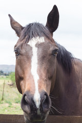 Horse portrait of brown horse face looking at camera with selective focus on eyes