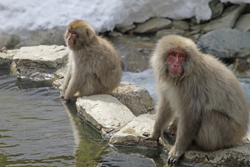 Two Japanese Snow Monkeys near hot spring