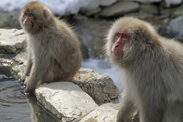 Japanese Macaques near hot spring