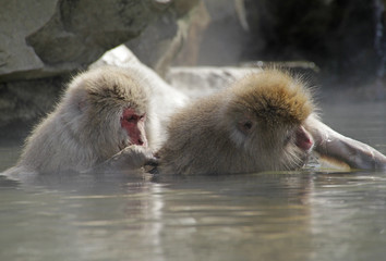 Japanese Macaques delousing in hot spring