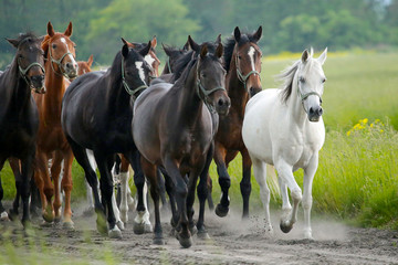 Fototapeta na wymiar Arabian horses in Janów Podlaski
