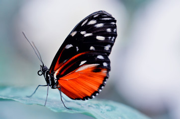 Fototapeta na wymiar Butterfly 1
