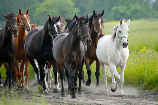 Arabian horses in Janów Podlaski