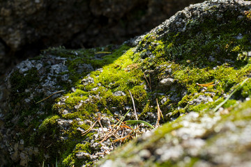 Moss2