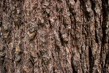 Old Wood Tree Texture Background Pattern.