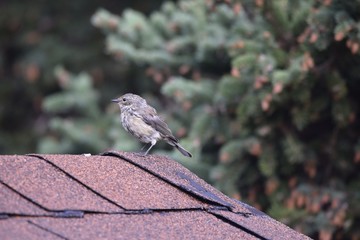 closeup of a young bird sitting on to of a roof, pine trees blurred in the background 