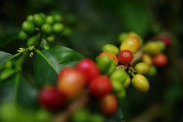 Coffee beans on a branch in Buenavista, Quindio, Colombia, South America