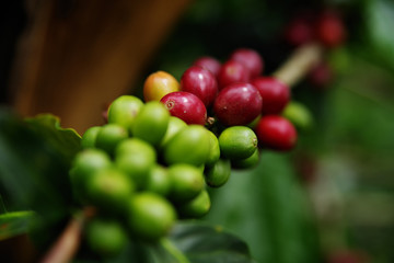 Coffee beans on a branch in Colombia, South America