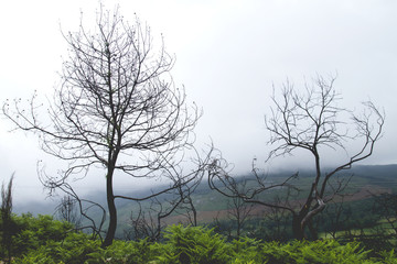 Oak trees burned in Galicia, Spain