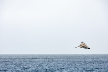 A pelican flying over the blue ocean