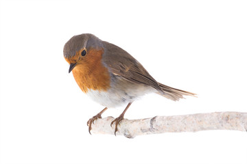 European robin (Erithacus rubecula)