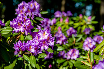     Violet rhododendron blooms against the background of green grass 
