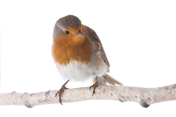 European robin (Erithacus rubecula)