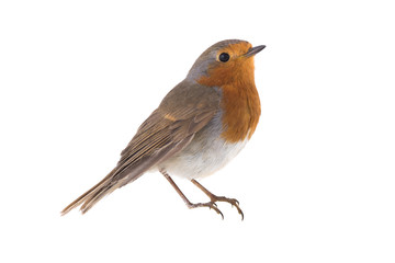 European robin (Erithacus rubecula)