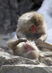 Japanese Macaques delousing near hot spring