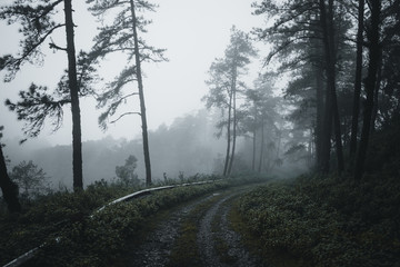 Fototapeta na wymiar in the forest Pine and Fog Road into the forest