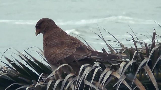 Eaglet on the palm tree