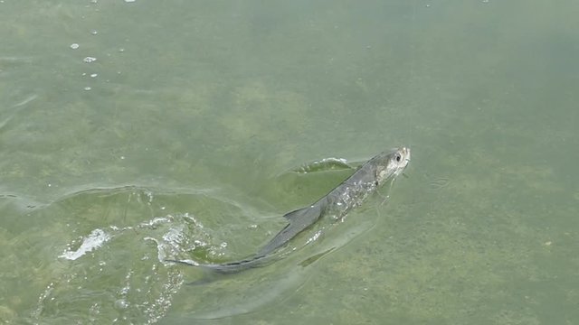 slow motion fighting on the surface of the fish with the fisherman.