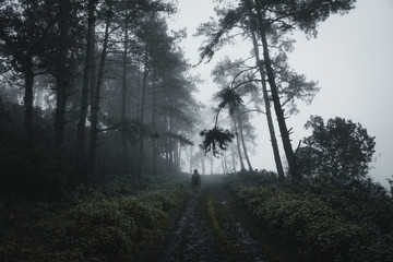 in the forest Pine and Fog Road into the forest