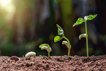 agriculture concept planting growing step with green nature and sunhine background
