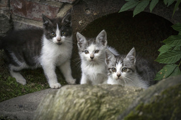 Beautiful young cats in closeup.