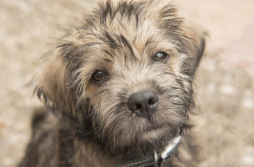 Naklejka na ściany i meble Close up portrait of a cute terrier cross puppy outdoors 