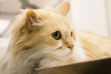 Tabby cat at the veterinarian office