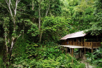Tropical forest in Minca, Colombia, South America