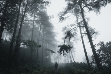 in the forest Pine and Fog Road into the forest