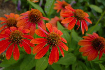 Clustered Group of Bright Vivid Red Orange Beautiful Cheyenne Coneflower Blossoms in Garden With Green Leaves