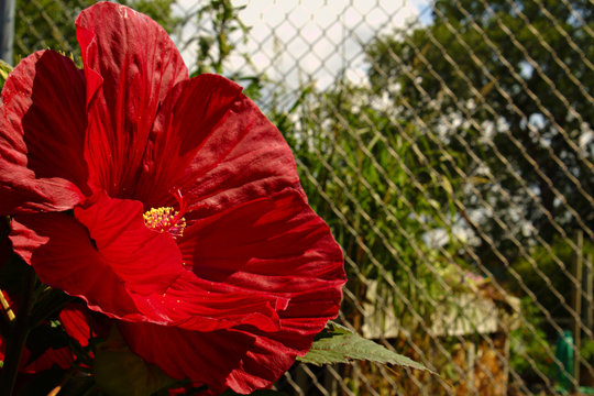 Giant Bright Red Happy Hibiscus Mallow Flower Blossom With Yellow Stamen In Sunlight Against Dreary Grey Urban Metal Medium Soft Focus Chain Link Fence