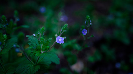 small blue forest flower close-up