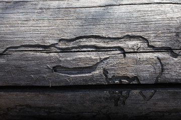 Bark beetle gallery engraving the tree trunk, close-up