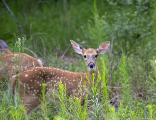 Curious Young Deer