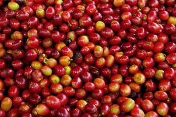 Raw coffee beans background