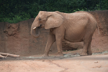 Fototapeta premium Animals of the Zoo