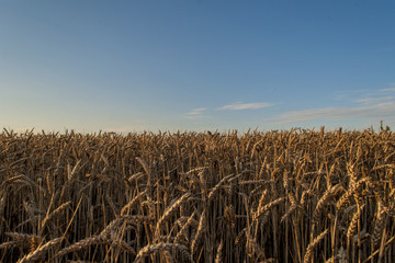 Pole pszenicy podczas zachodu słońca © bulamati