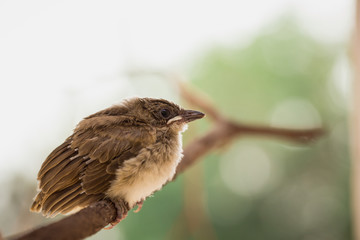 Baby bird