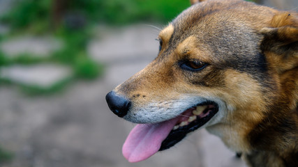 Obraz premium portrait of red dog