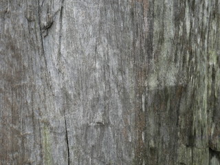 Old wood background