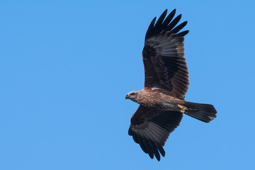 Bird of prey in flight . .Juvenile braminy kite spreading wings in clear blue sky ,low angle view