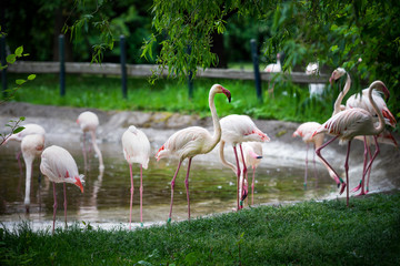 Picture of several pink flamingo birds in the zoo