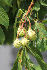 American chestnut (Castanea dentate) tree with spiny fruit growing in an urban area in South Eastern Ontario Canada. 



