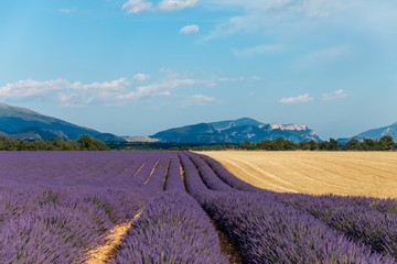 Fototapeta na wymiar rows of beautiful blooming lavender flowers in provence, france