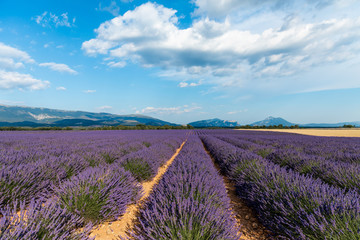 Naklejka na ściany i meble beautiful blooming lavender field and distant mountains in provence, france