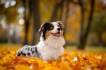 Aussi, a marble Australian shepherd in autumn lies in a pile of leaves