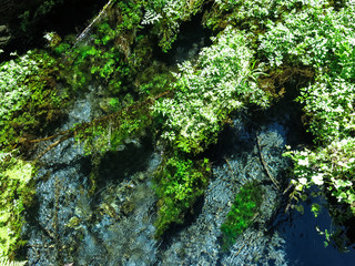 Peaceful Flowing Stream Foliage - Plants, Leaves, & Stone