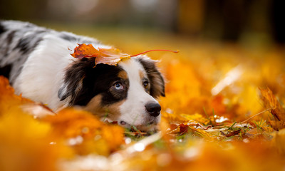 Aussi, marble Australian shepherd autumn lies in a pile of leaves on his head holding a piece of maple
